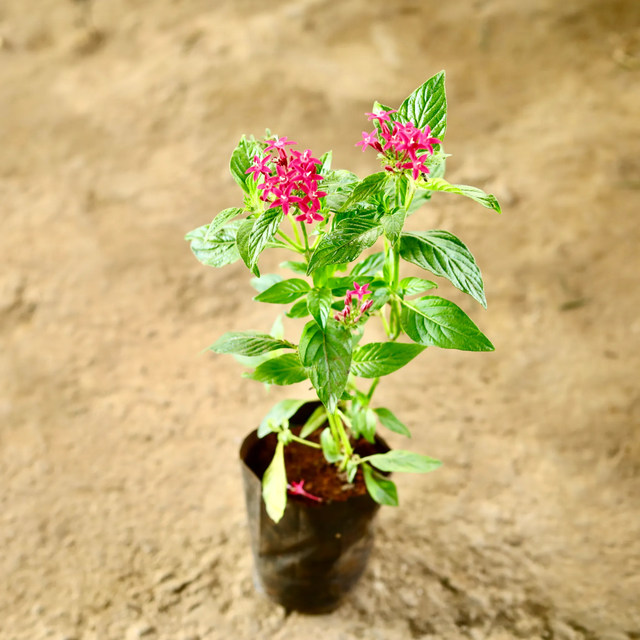 Pentas (Any Colour) Pune in 4 Inch Nursery Bag