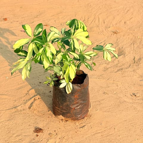 Schefflera Brassia in 6 Inch Nursery Bag