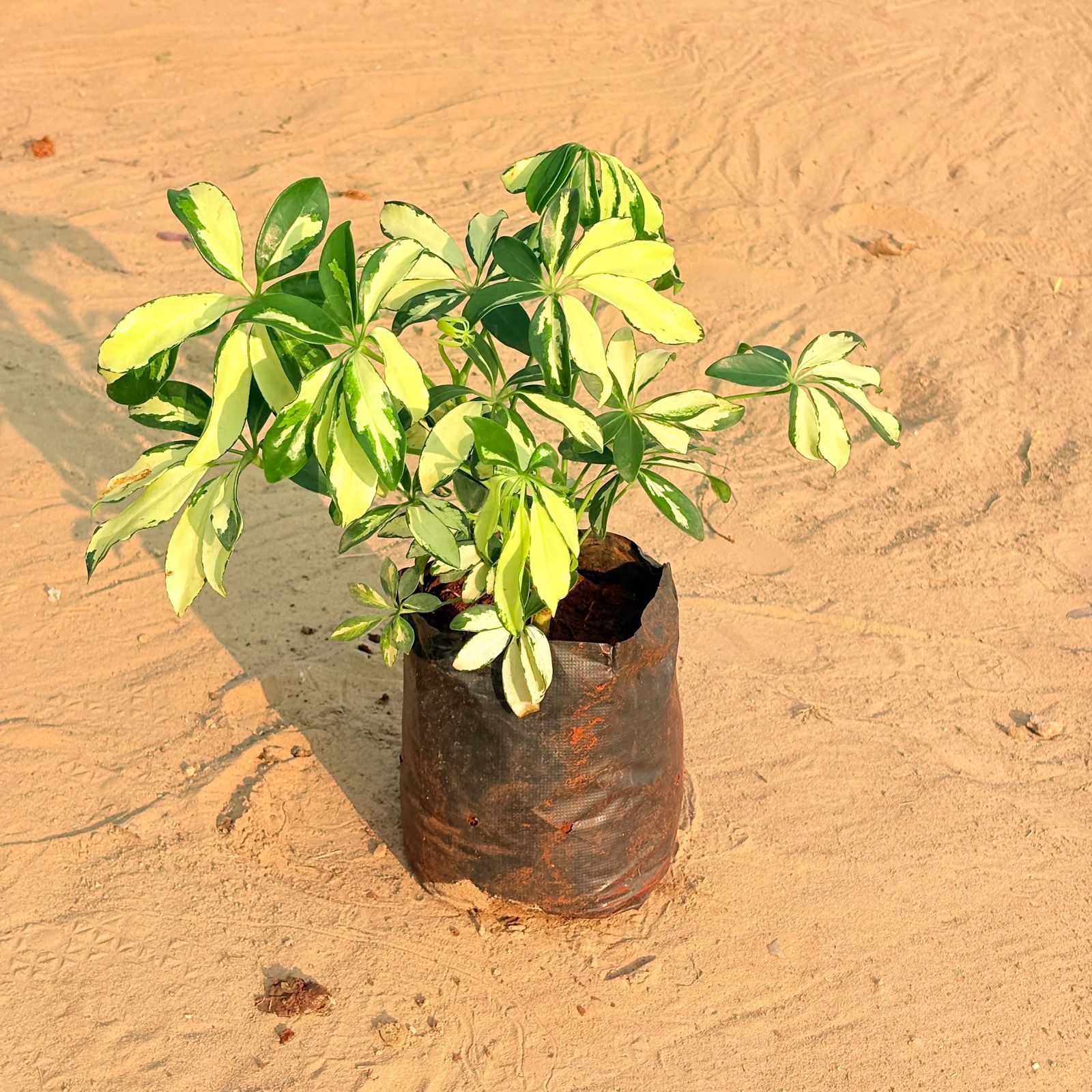 Schefflera Brassia in 6 Inch Nursery Bag