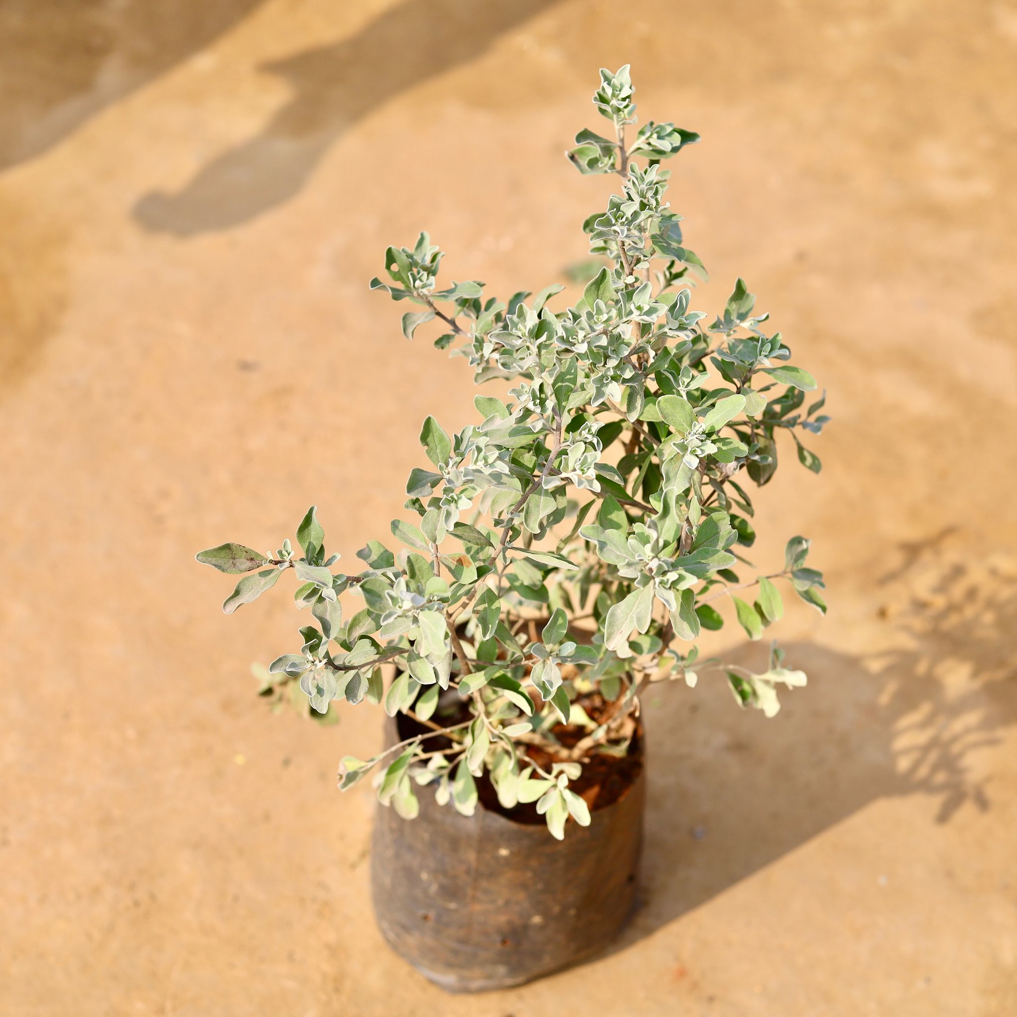 Nicodia / Purple Sage Pune in 6 Inch Nursery Bag