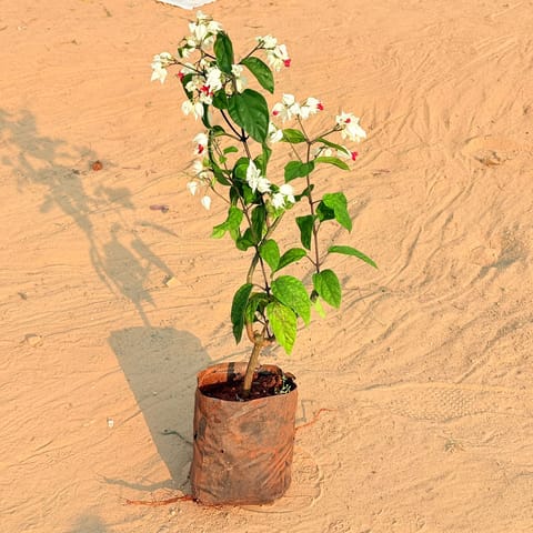 Bleeding Heart white & red in 6 inch Nursery Bag