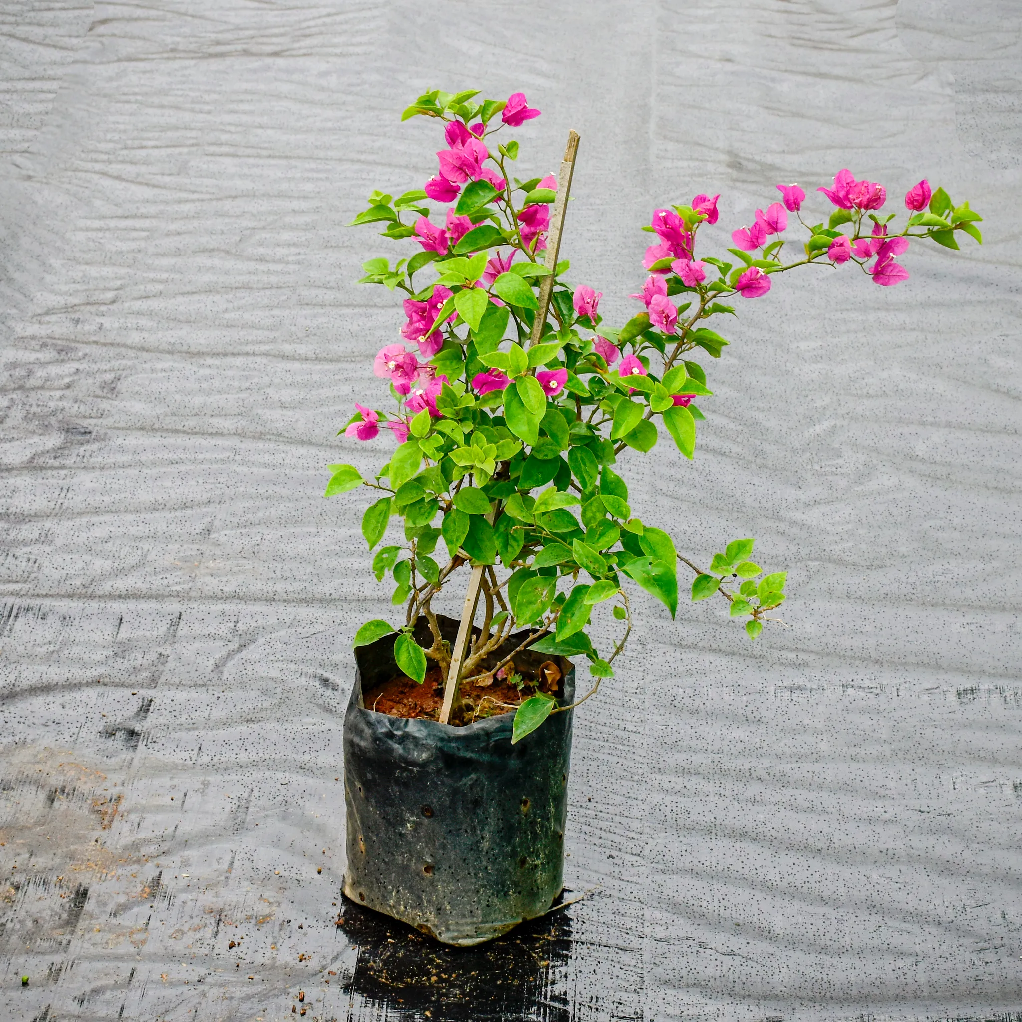 Bougainvillea (any colour) Pune in 6 Inch Nursery Bag