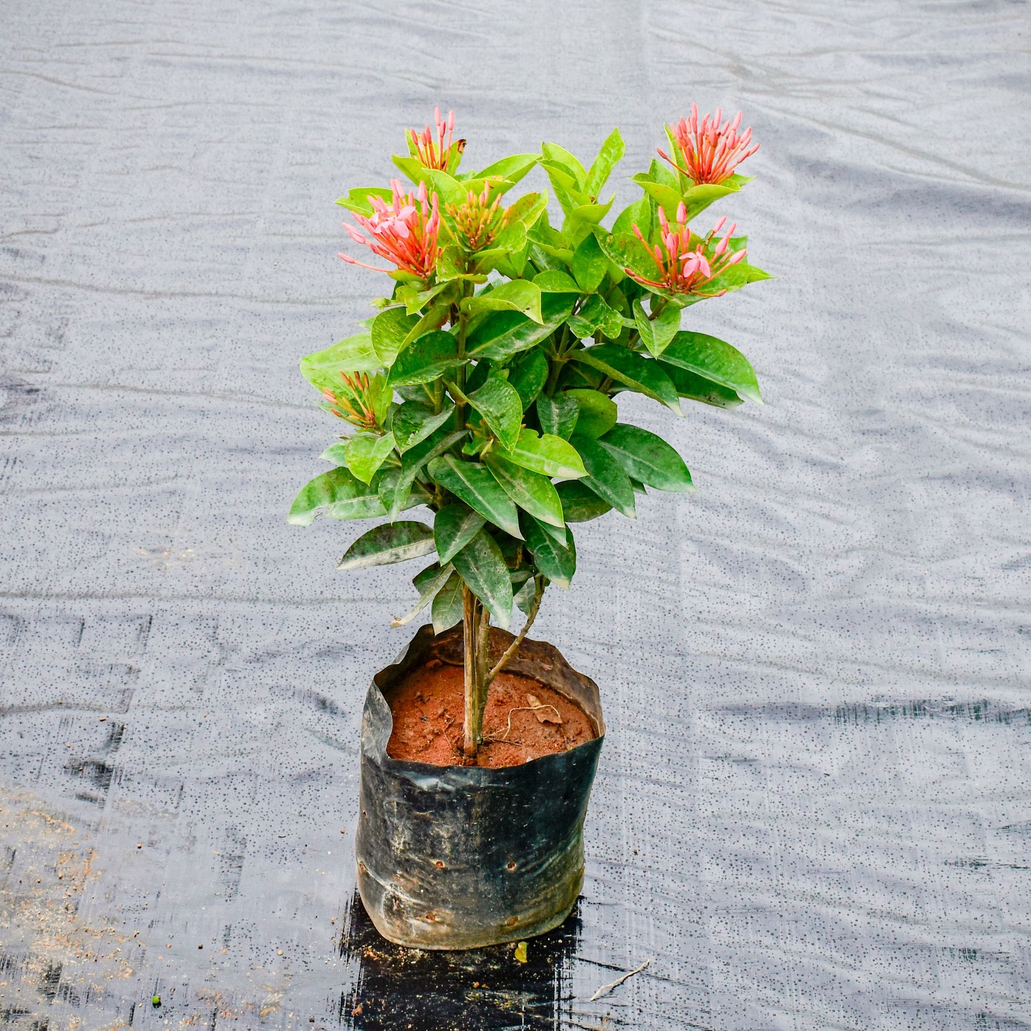 Ixora Pink Pune in 6 Inch Nursery Bag