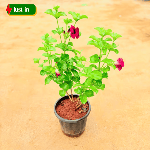 Allamanda Purple in 8 Inch Nursery Pot