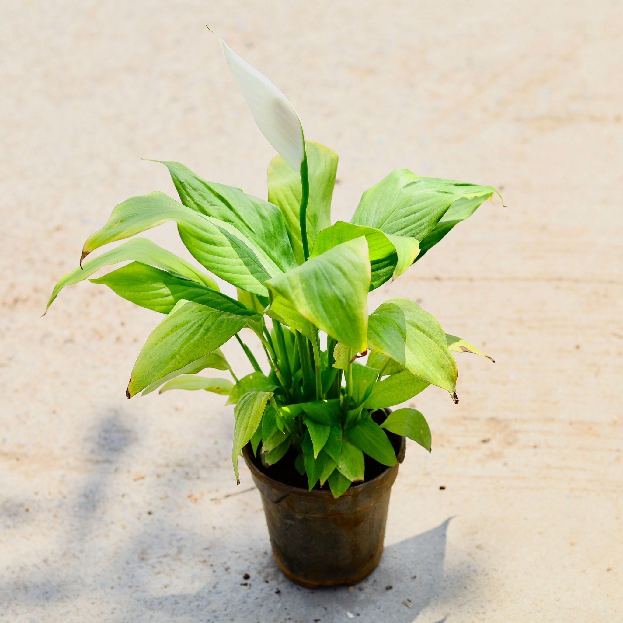 Peace Lily (any colour) in 5 Inch Nursery Pot