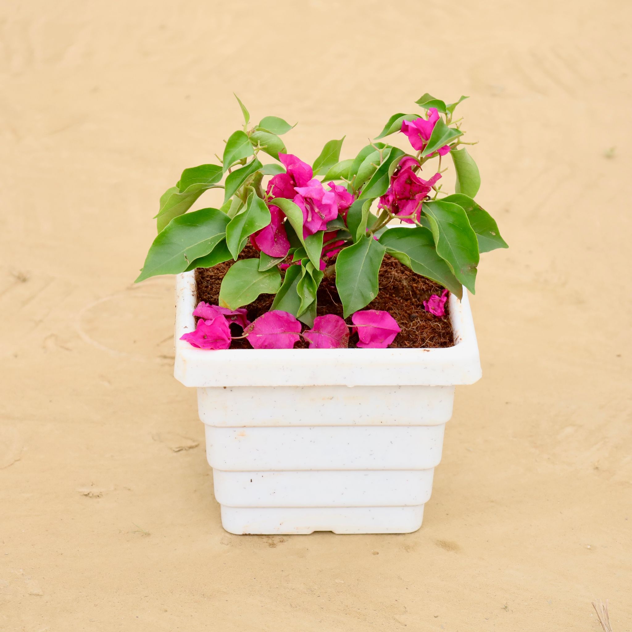 Bougainvillea Pink Dwaf Pune in 6 Inch White Marble Premium Orchid Square Plastic Pot