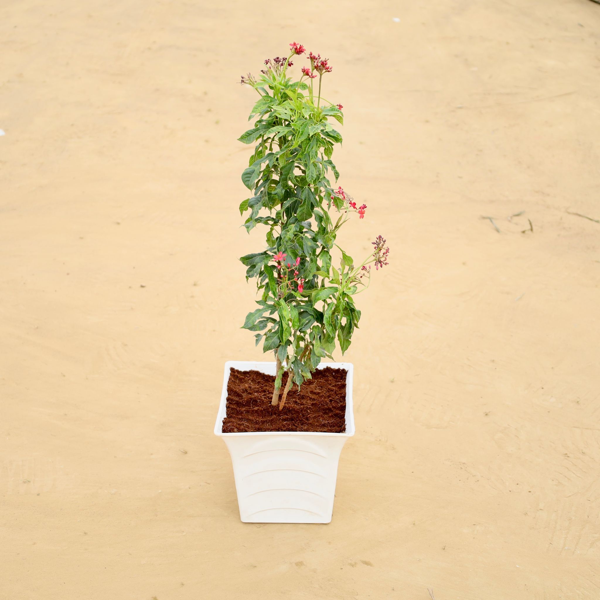 Jatropha (~2 Ft) in 08 Inch White Premium Tokyo Square Plastic Pot
