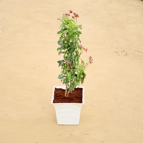 Jatropha Red (~2 Ft) in 08 Inch White Premium Tokyo Square Plastic Pot