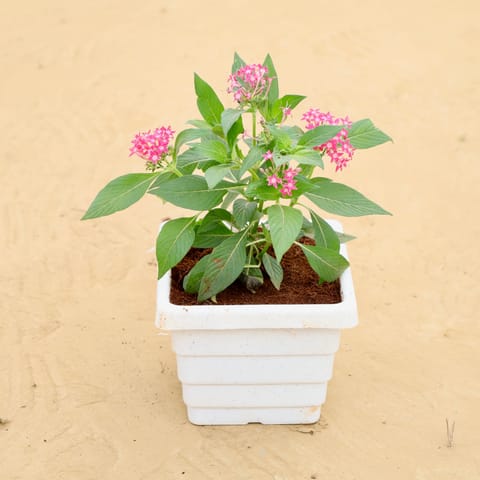 Pentas (any colour) in 6 Inch White Marble Premium Orchid Square Plastic Pot