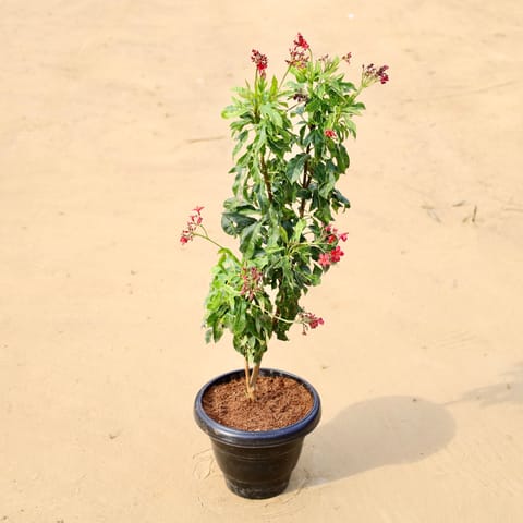 Jatropha (any colour) (~2 Ft) in 8 Inch Black Classy Plastic Pot