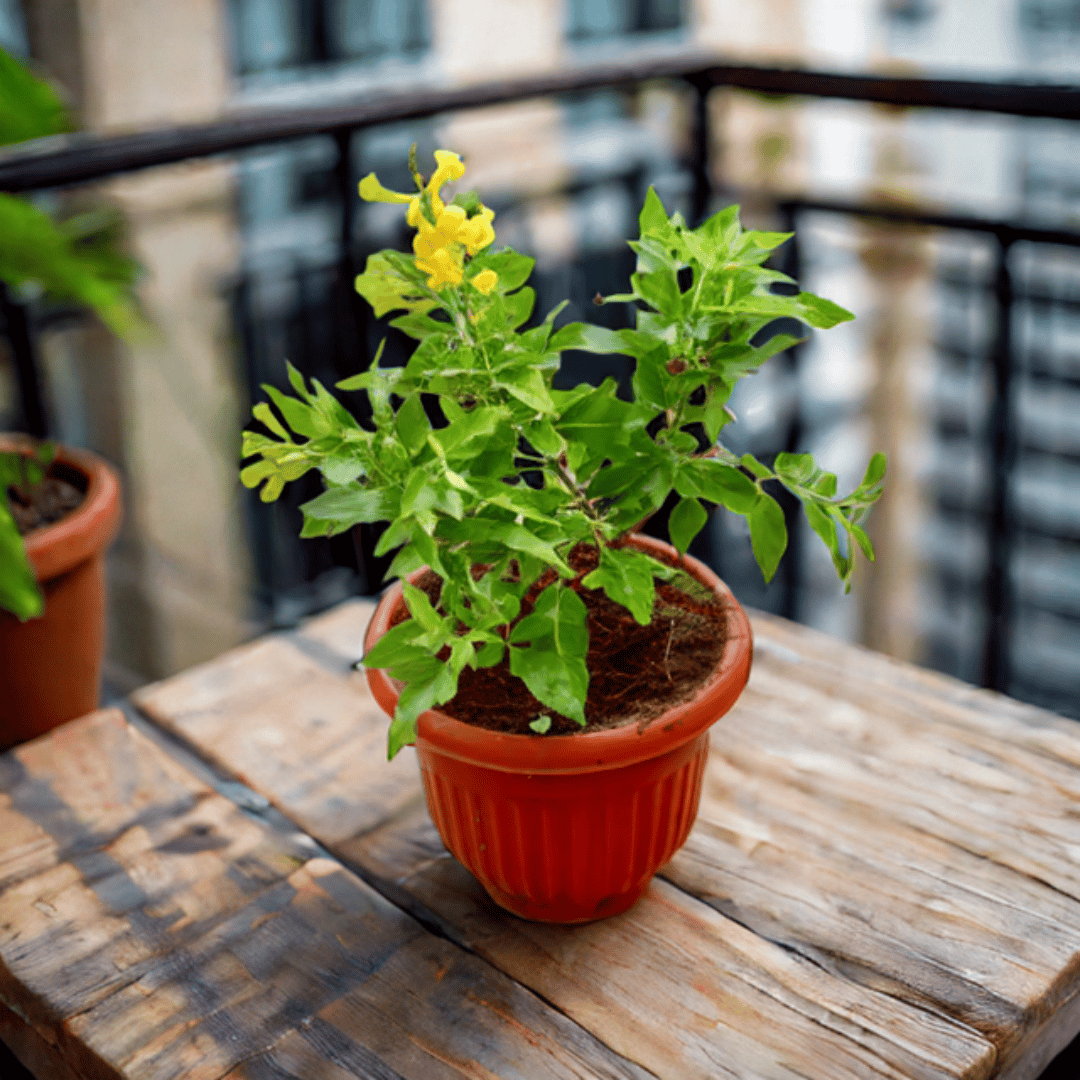 Tecoma Yellow in 8 Inch Terracotta Red Olive Plastic Pot