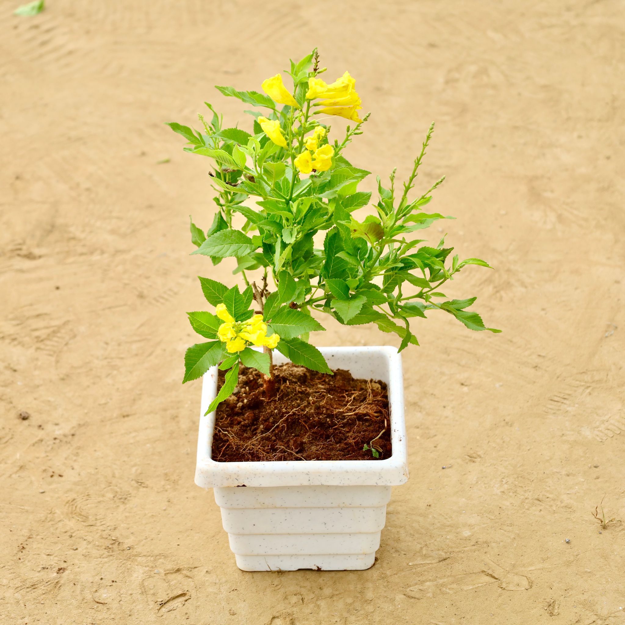 Tecoma Yellow in 6 Inch White Marble Premium Orchid Square Plastic Pot