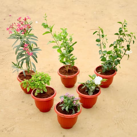 The Secret Bloom Combo - Set of  6 - Kaner / Oleander, Mogra / Jasmine, Gardenia / Gandhraaj, Bougainvillea,Pentas & Night Blooming Jasmine (any colour) in 8 Inch Terracotta Red Olive Plastic Pot