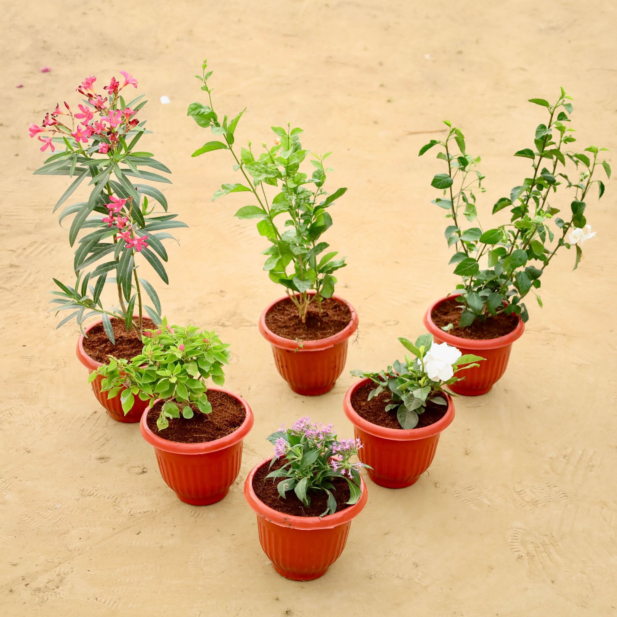 The Secret Bloom Combo - Set of  6 - Kaner / Oleander, Mogra / Jasmine, Gardenia / Gandhraaj, Bougainvillea,Pentas & Night Blooming Jasmine (any colour) in 8 Inch Terracotta Red Olive Plastic Pot
