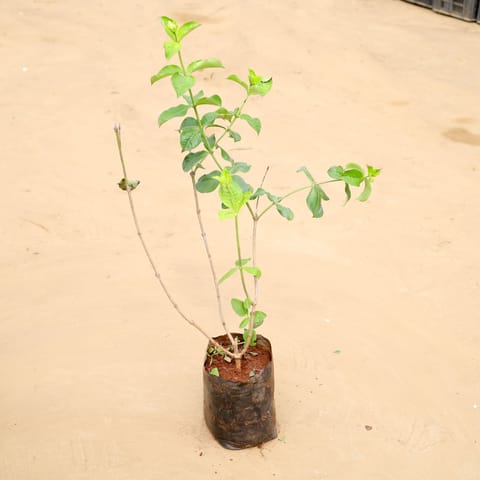 Allamanda (any colour) in 6 Inch Nursery Bag