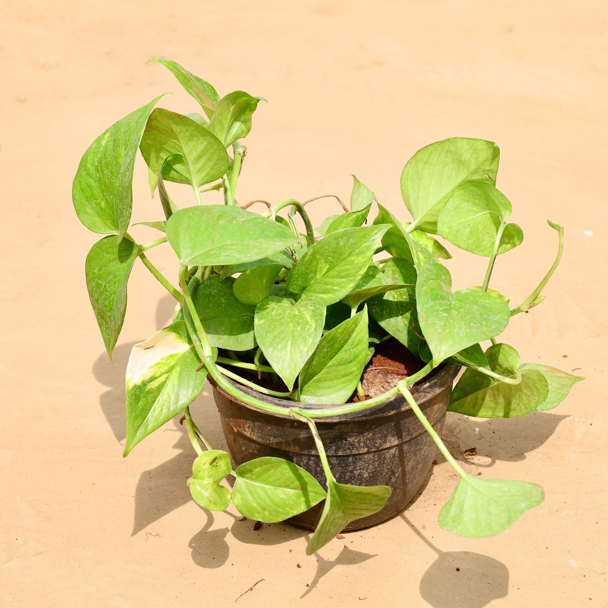 Money Plant Green Pune in 8 Inch Hanging Pot