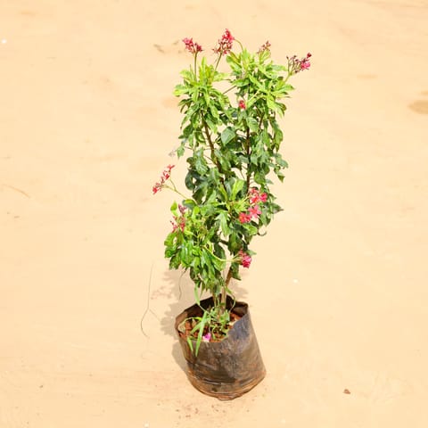 Jatropha / Sunder Rupa Red (~ 2 Ft) in 6 Inch Nursery Bag