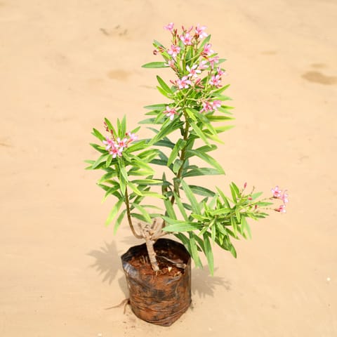 Kaner / Oleander (any colour) (~ 2 Ft) in 6 Inch Nursery Bag
