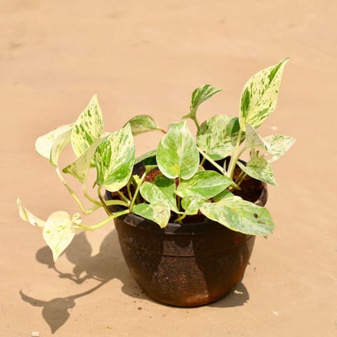 Marble Money Plant in 8 Inch Hanging Pot