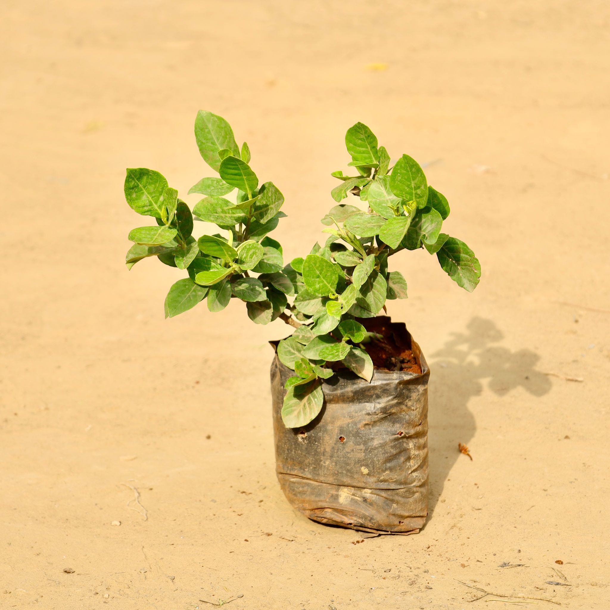 Gardenia / Gandhraj in 6 Inch Nursery Bag