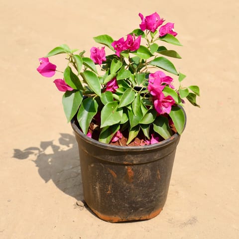 Bougainvillea Pink Dwarf in 5 Inch Nursery Pot