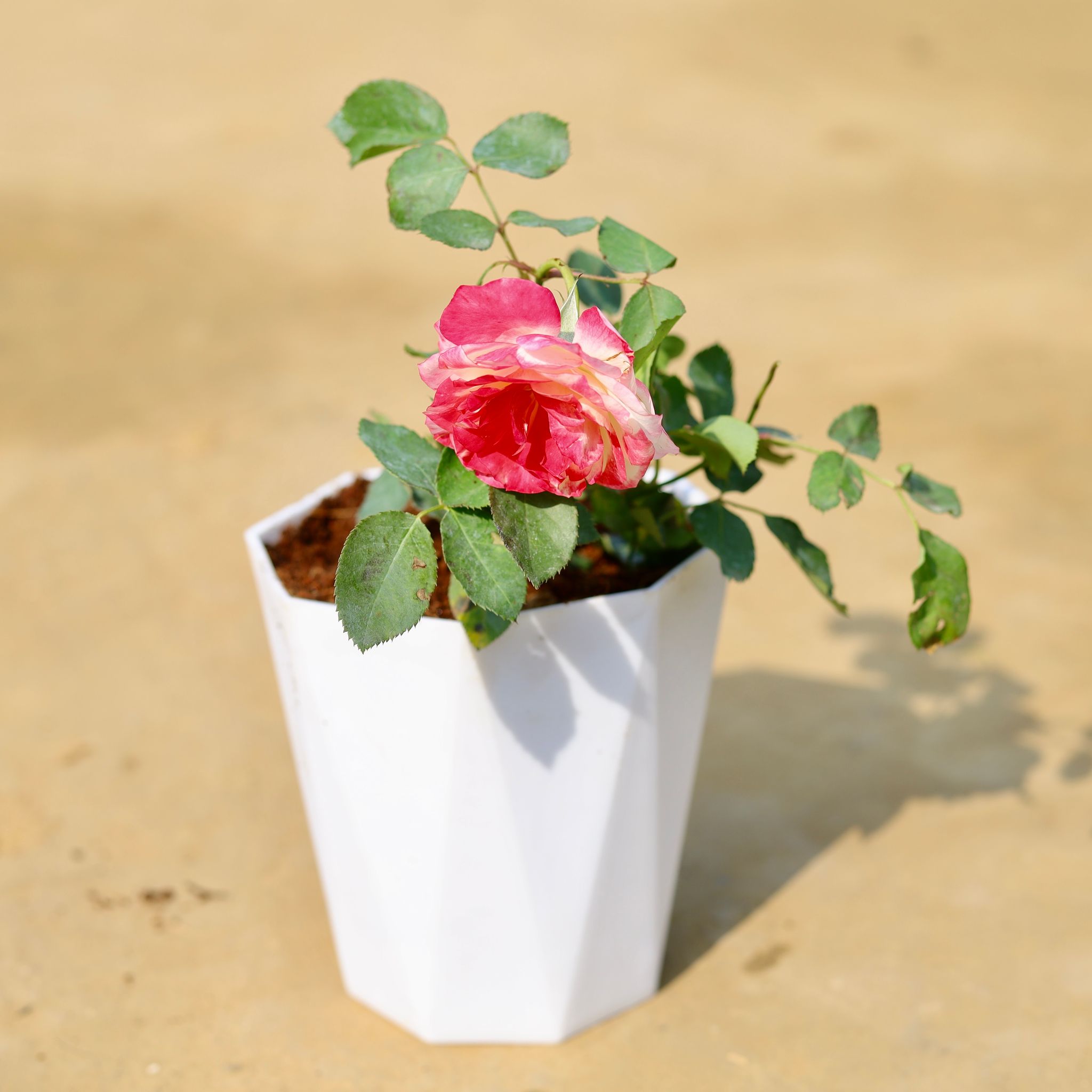 English Rose / Gulab (any colour) Pune in 6 inch White Premium Diamanti Plastic Pot