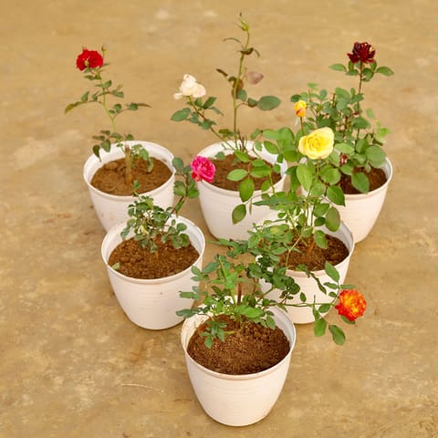 Six Roses of Romance - Set of 6 - Roses (Any colour) in 08 Inch White Marble Premium Milo Round Plastic Pot