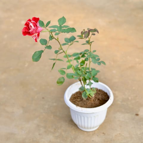 English Rose / Gulab (any colour) in 8 Inch White Olive Plastic Pot