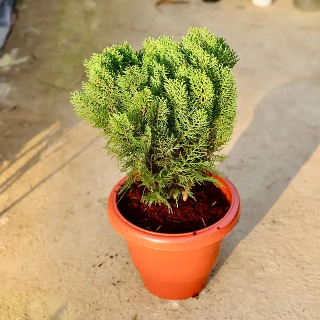 Morpankhi Bushy in 10 Inch Red Classy Plastic Pot