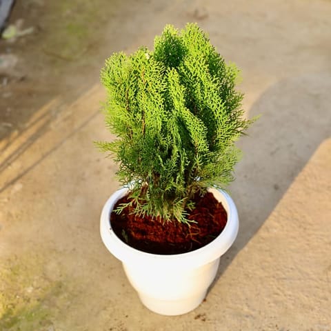 Morpankhi / Thuja In 10 White Classy Plastic Pot