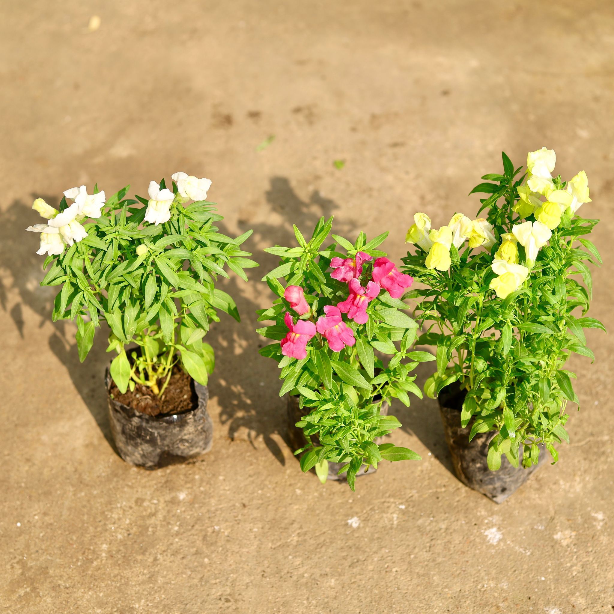 Set of 3 - Antirrhinum Majus (Snapdragon) / Dog Flower (any colour) in 4 Inch Nursery Bag