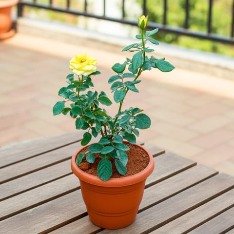 Rose / Gulab Yellow in 7 Inch Classy Red Plastic Pot