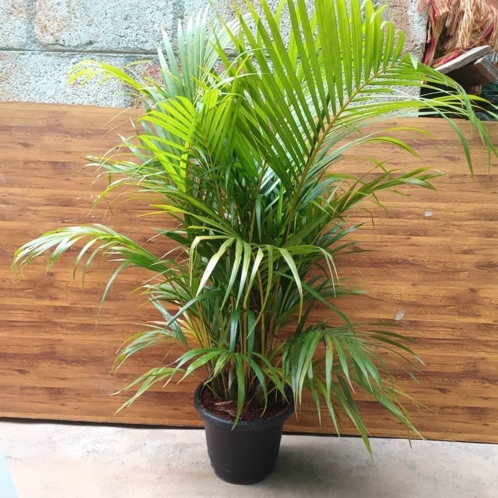 Areca Palm (~ 3 Ft) in 12 Inch White Nursery Pot