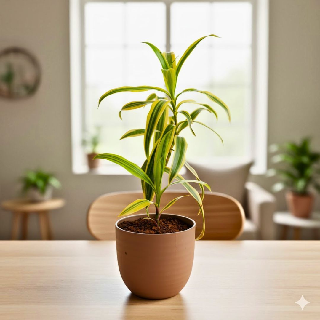 Song of India in 4 Inch Mocha Avora Premium Plastic Planter