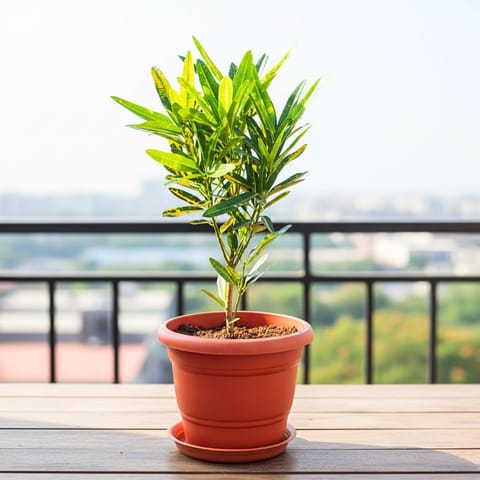 Croton Banana in 7 Inch Classy Red Plastic Pot with Tray