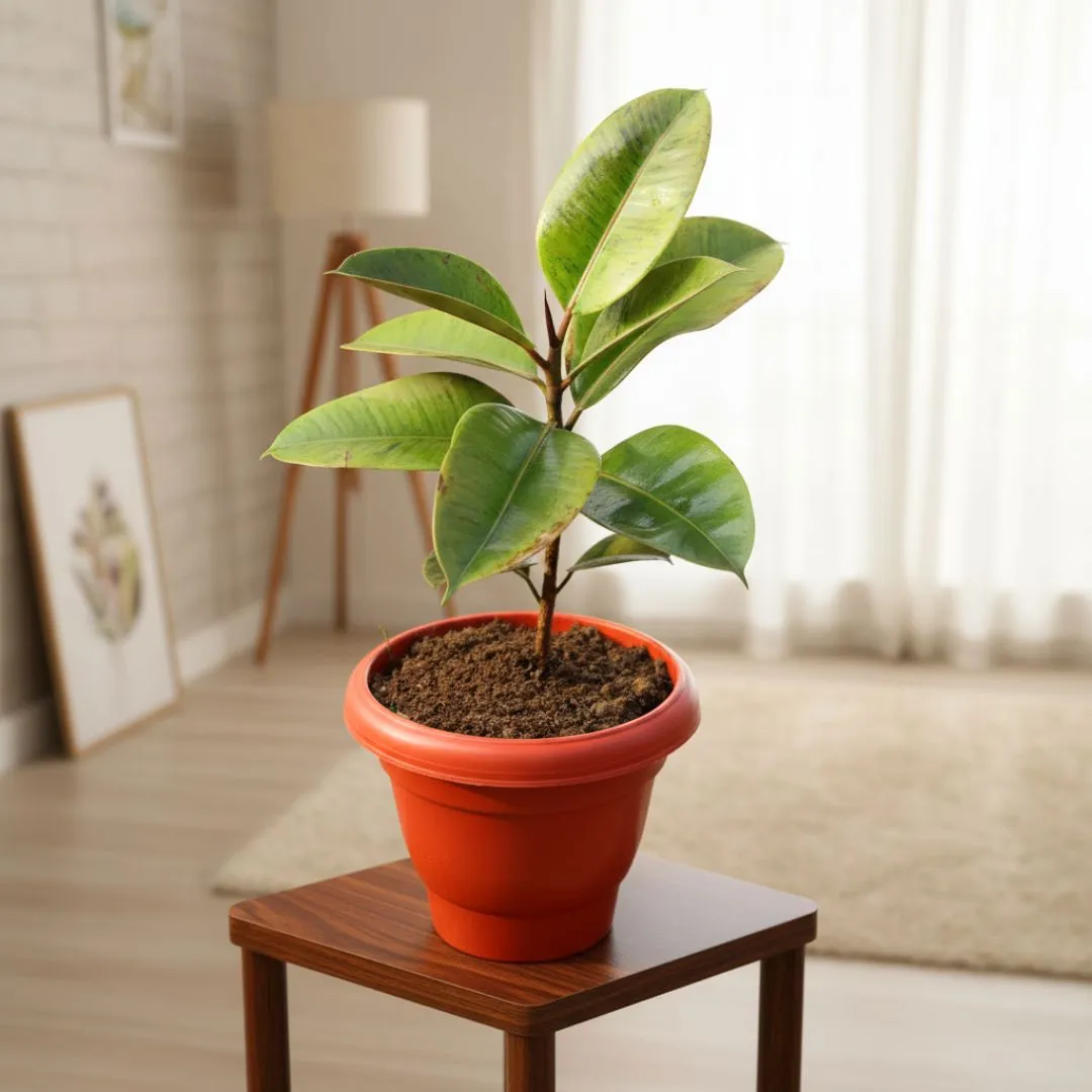 Rubber Green in 10 Inch Terracotta Red Classy Plastic Pot
