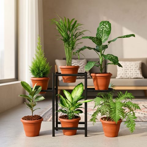 Oxygen Boost: - Set of 6 - Golden Jhau / Morpankhi, Dieffenbachia Honeydew, Fern Green, Rubber Variegated, Areca Palm & Aglaonema Emerald Star in 7 Inch Classy Red Plastic Pot