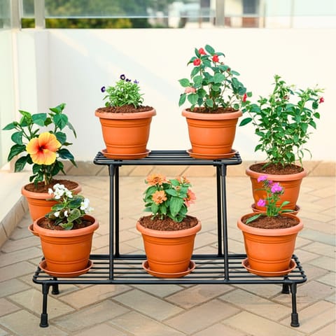 House of seven petals - Set of 7 - Dianthus, Zinnia, Begonia, Torenia / Wishbone, Madhu Malti / Rangoon Creeper, Salvia & Hibiscus / Gudhal (any colour) in 7 Inch Classy Red Plastic Pot with Tray