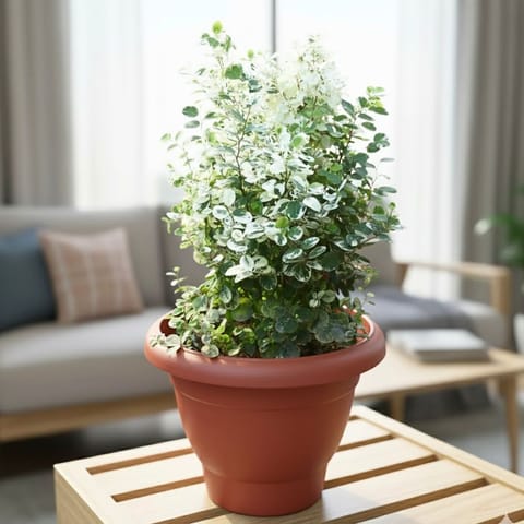 Aralia Snow Bush in 8 Inch Terracotta Red Classy Plastic Pot