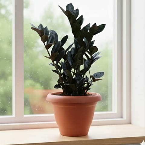 Zz Black Bushy in 8 inch Classy Red Plastic Pot