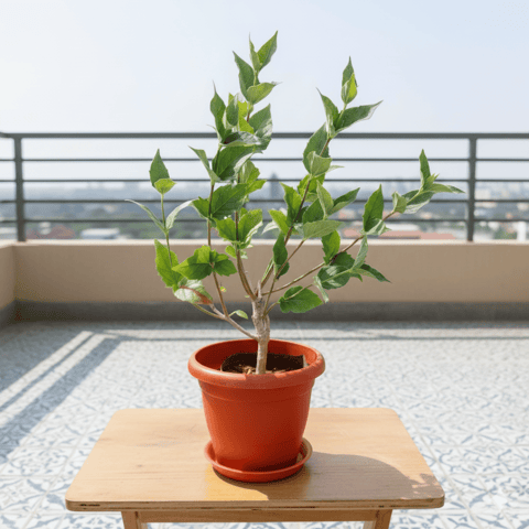 Harsingar / Parijat in 7 inch Classy Red Plastic Pot with Tray