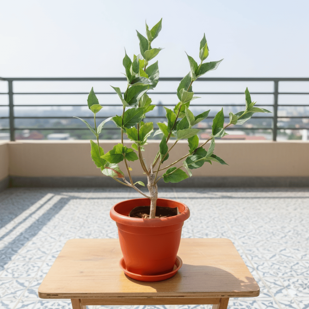 Harsingar / Parijat in 7 inch Classy Red Plastic Pot with Tray