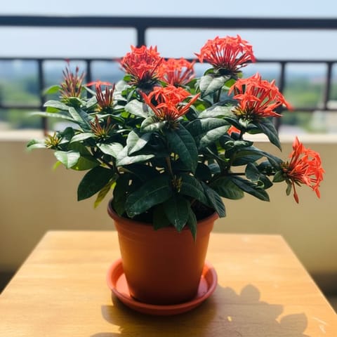 Ixora Orange in 7 Inch Classy Red Plastic Pot with Tray