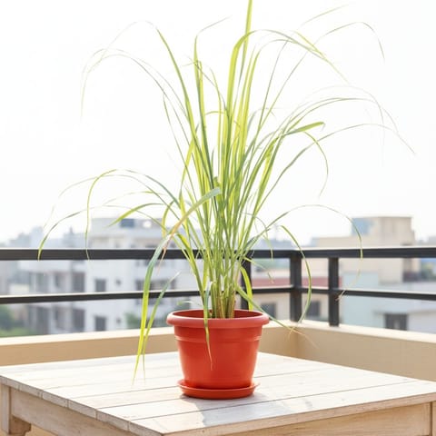 Lemon Grass in 7 Inch Classy Red Plastic Pot with Tray