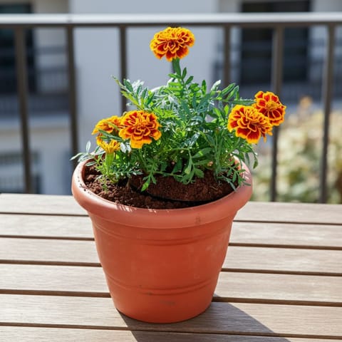 Marigold / Genda Jafri (any colour) in 7 Inch Classy Red Plastic Pot