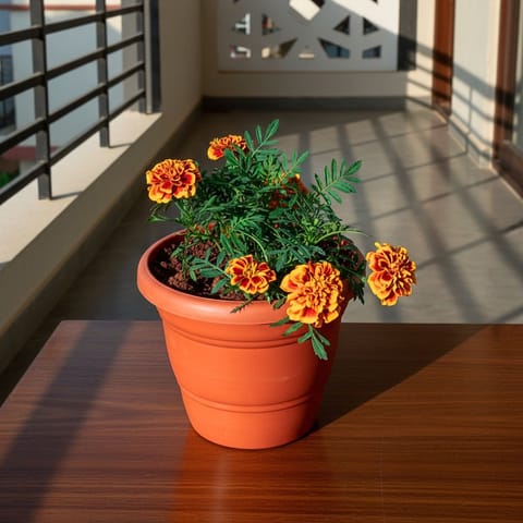 Marigold / Genda Jafri Orange in 7 Inch Classy Red Plastic Pot