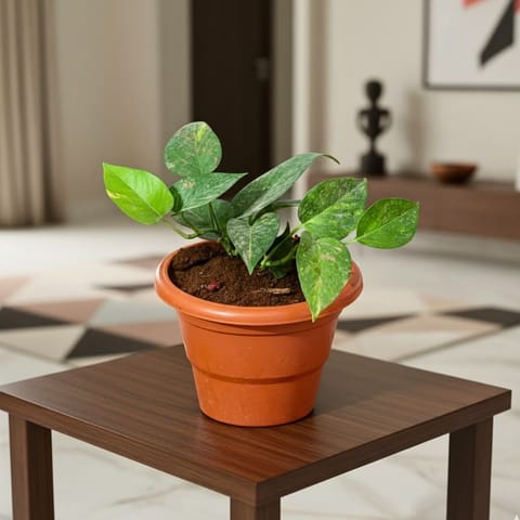 Money Plant Green in 7 Inch Classy Red Plastic Pot