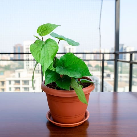 Paan / Betel Big Leaf in 6 Inch Classy Red Plastic Pot with Tray