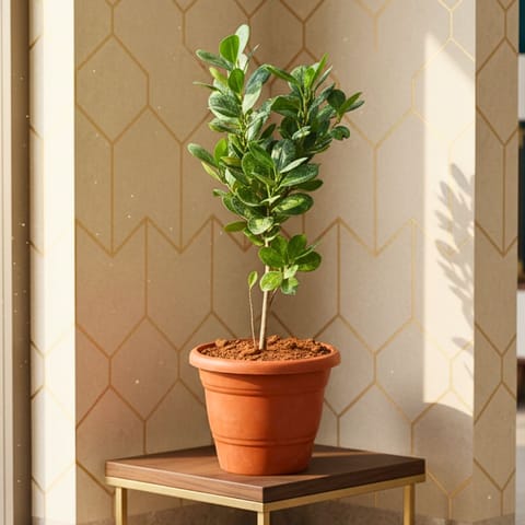 Panda Ficus in 7 Inch Red Classy Plastic Pot