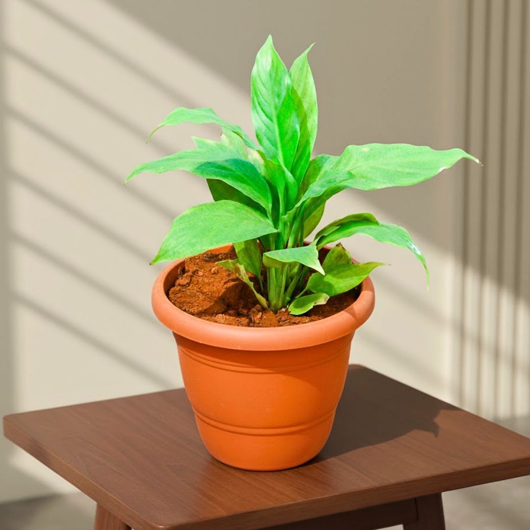 Peace Lily in 7 Inch Classy Red Plastic Pot